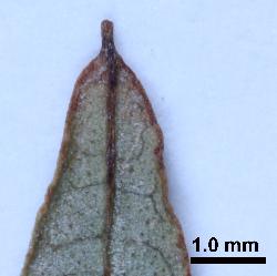 Hypericum canariense leaf tip with a distinctive mucro.
 © Landcare Research 2010 
